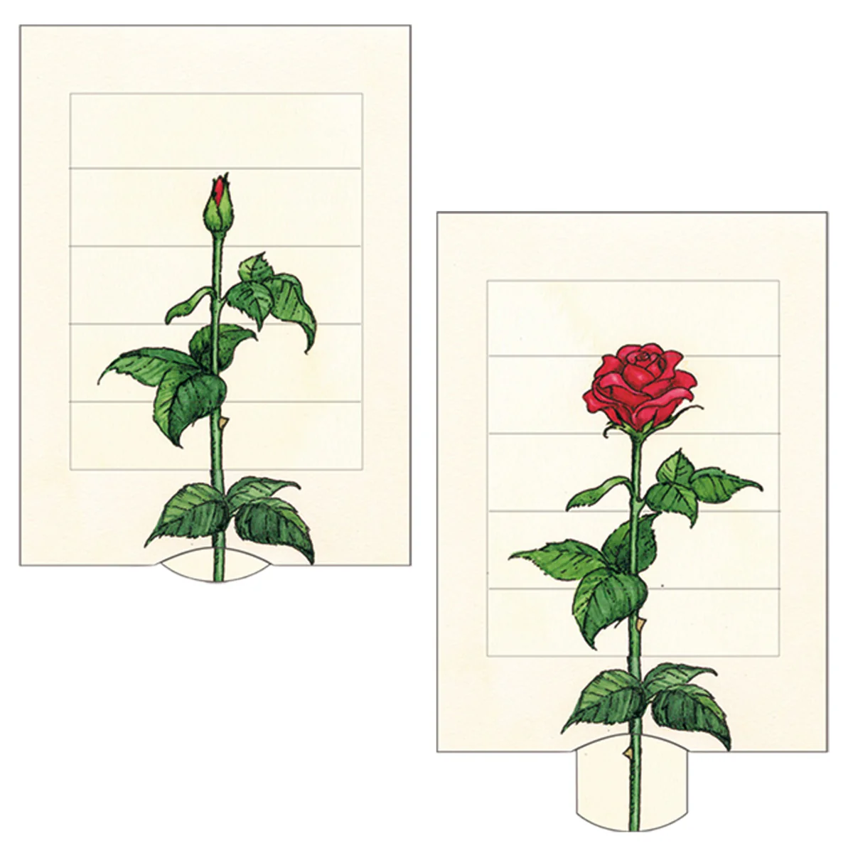 Lebende Karte Rose