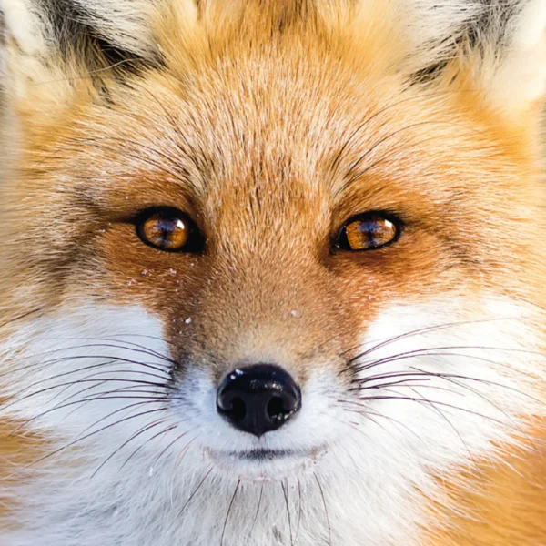 Q-Puzzle Fuchs – Bild 2
