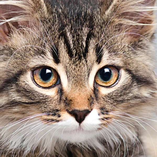 Q-Puzzle Katze – Bild 3